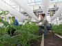 Как в Голландии выращивают био-овощи