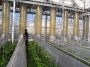 Как в Голландии выращивают био-овощи